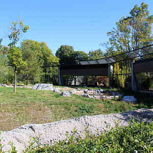 Devereaux Tiger Forest