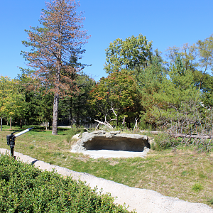 Devereaux Tiger Forest