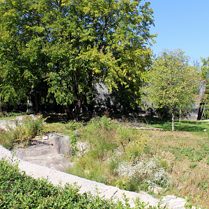 Devereaux Tiger Forest