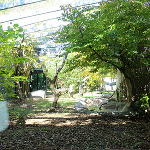 Allen's Swamp Monkey Exhibit