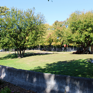 Bactrian Camel & White-lipped Deer Exhibit