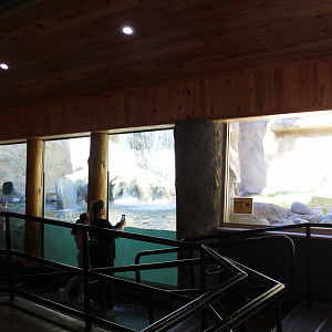 North American River Otter Underwater Viewing