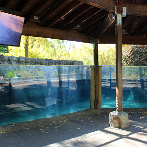 Beaver Underwater Viewing