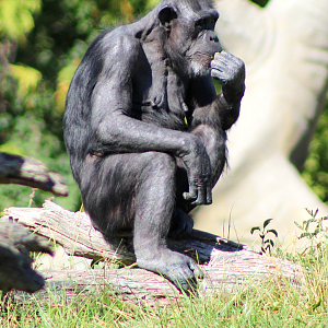 Pondering Chimpanzee