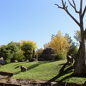 Gorilla Exhibit - Great Apes of Harambee
