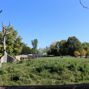 Chimpanzee Exhibit - Great Apes of Harambee