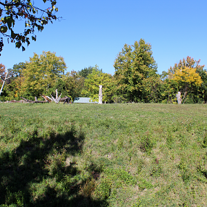 Chimpanzee Exhibit - Great Apes of Harambee