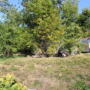 Giant Anteater Exhibit