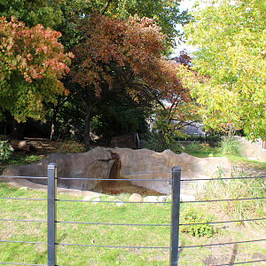 Southern Cassowary Exhibit