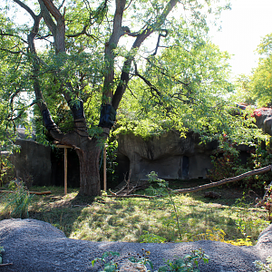 Matschie's Tree Kangaroo Exhibit