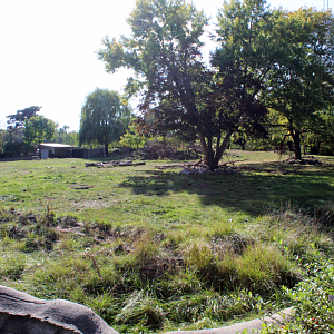 American Bison Exhibit