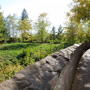 Cotton Family Wolf Wilderness