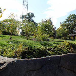 Cotton Family Wolf Wilderness