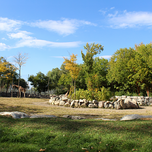 Reticulated Giraffe Exhibit