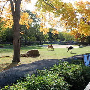 Common Eland & Ostrich Exhibit