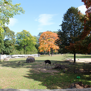 Common Eland & Ostrich Exhibit