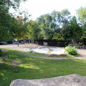 Grevy's Zebra & Wildebeest Exhibit