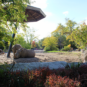 White Rhino Exhibit