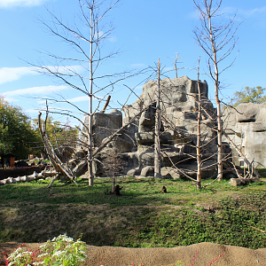 Japanese Macaque Exhibit