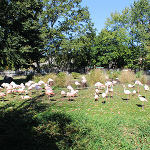 Greater Flamingo, White Stork & Spoonbill Exhibit