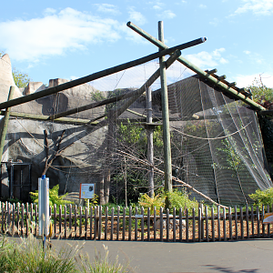 Ring-tailed Lemur Exhibit