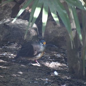 Sulawesi Ground-Dove