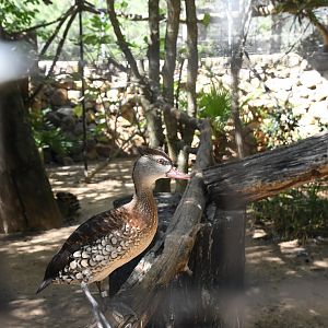 Spotted Whistling Duck