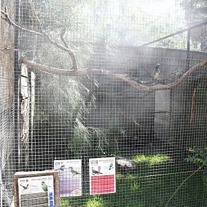 Aviary (African Hornbills, Starlings, and Turacos)