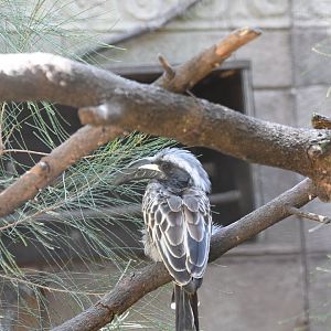 African Grey Hornbill