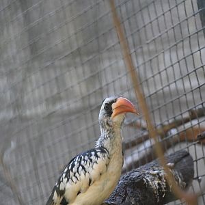 Red-billed Hornbill