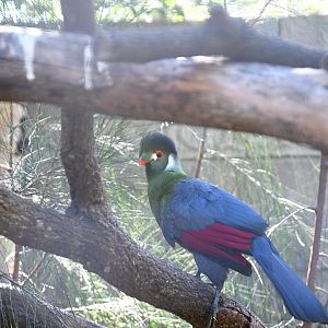 White-cheeked Turaco