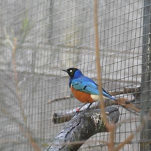 Superb Starling