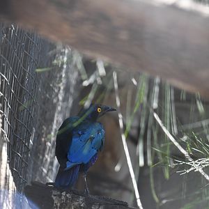 Greater Blue-eared Starling