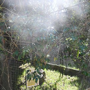 Aviary (Violet Turaco and Wattled Starling)