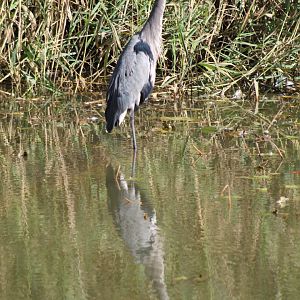 Great Blue Heron Reflection