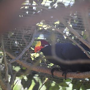Violet Turaco