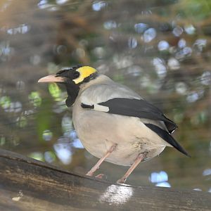 Wattled Starling