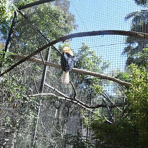 Aviary (Papuan Horbill)