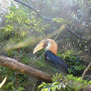 Papuan Hornbill