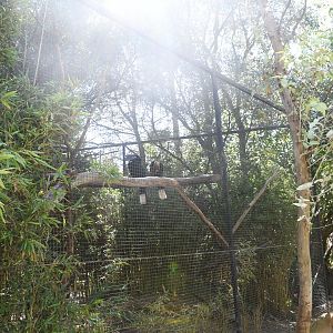 Aviary (Black-casqued Hornbill)