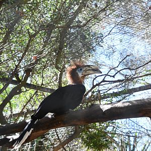 Black-casqued Hornbill (female)