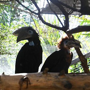Black-casqued Hornbills (male and female)