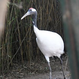 Red-crowned Crane