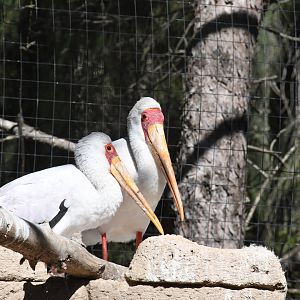 Yellow-billed Storks