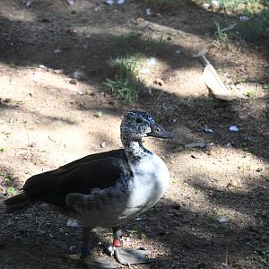 African Comb Duck