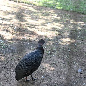 Crested Guineafowl