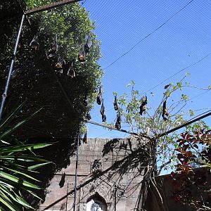 Fruit-Bats Aviary