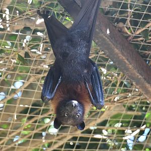 Lyle's Flying Fox