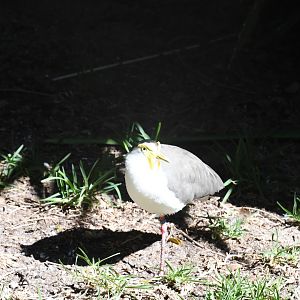 Masked Lapwing