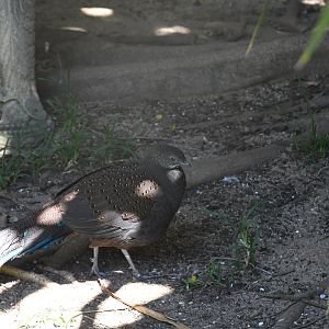 Mountain Peacock-Pheasant